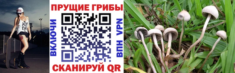 blacksprut как зайти  Абакан  Псилоцибиновые грибы GOLDEN TEACHER 